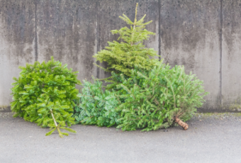 RAMASSAGE DES SAPINS DE NOËL – Samedi 10 janvier